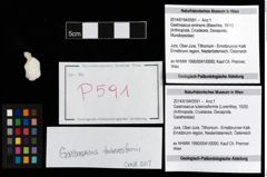 Foto (Objekt + Etikett) von Gastrosacus tuberosiformis (Lorenthey, 1929)  (NHMW-GEO-2014-0194-0591)